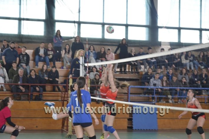 volley _1ogel-kassandra132